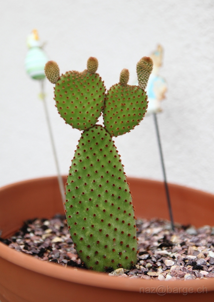 EOS 5D Mark II24_06_20122082.JPG